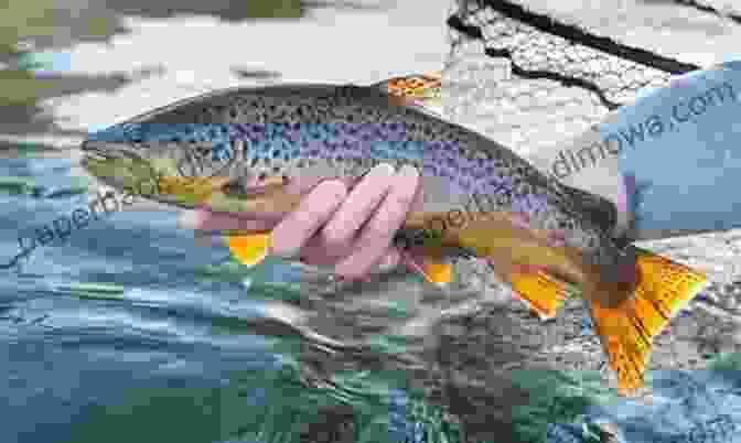 Angler Holding A Freshly Caught Trout, Showcasing Its Iridescent Scales Trout Fishing 101 Ken Cole