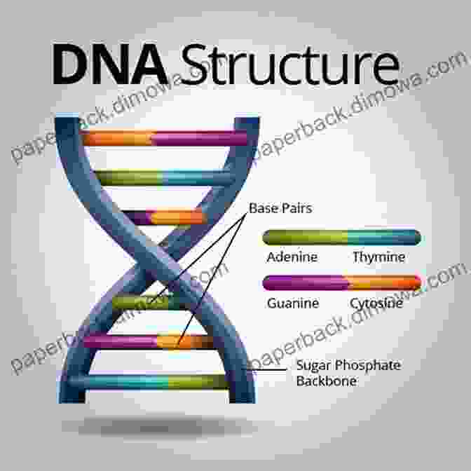 Diagram Of A DNA Molecule Crack NEET And Clarify The Conceptual Conduits: A Guide For Biology