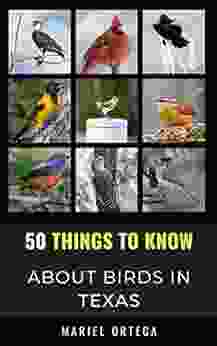 50 Things To Know About Birds In Texas : Birding In The Texas (50 Things To Know About Birds United States)